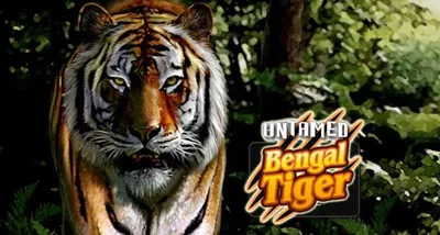 Caça-níqueis Untamed-Bengal-Tiger